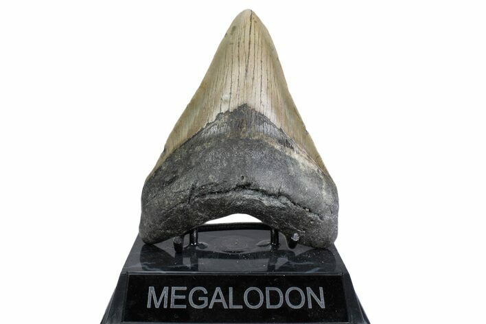 Fossil Megalodon Tooth - North Carolina #379226